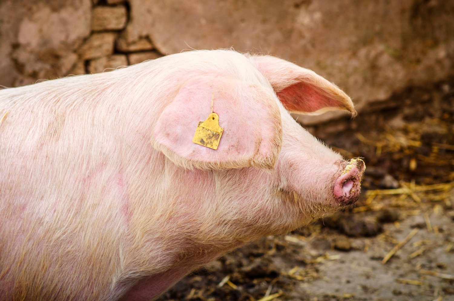 La especie porcina