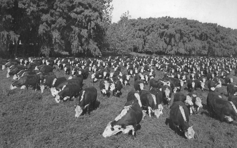 Integración de las industrias agropecuarias: las plantaciones con forrajeras
