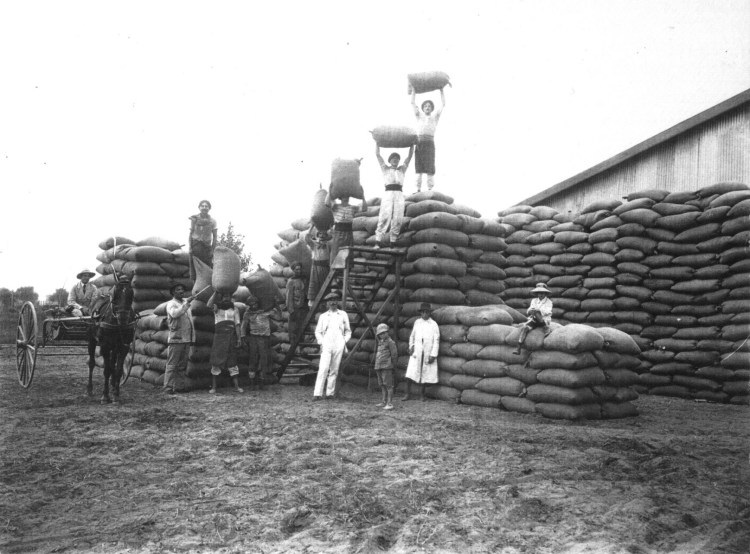 Agricultura en 1920